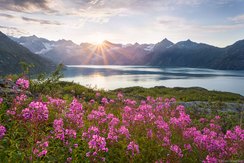 Glacier Bay Wildflowers