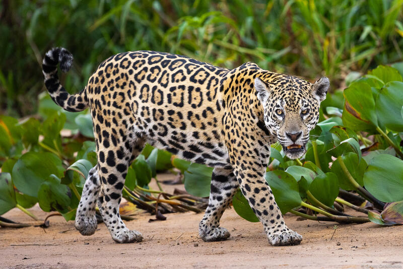 Wild jaguar in Brazil.
