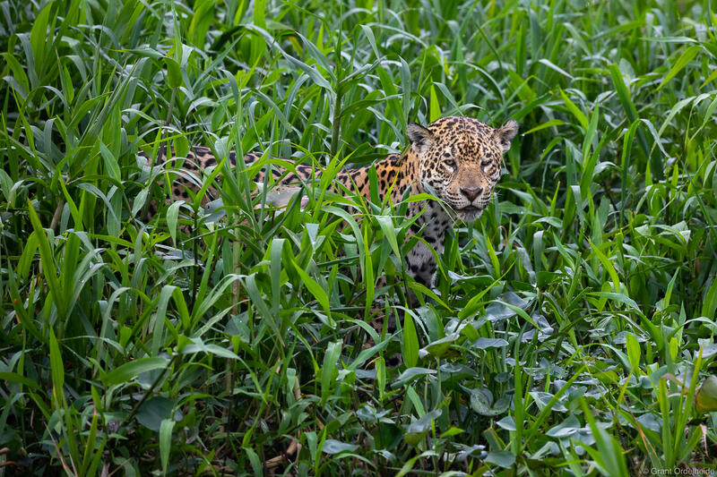 Jaguar in Brazil's Pantanal.