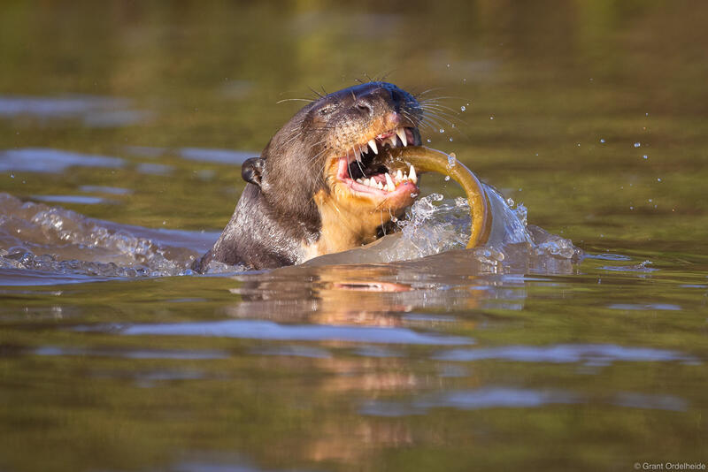 Giant river otter in Brazil.