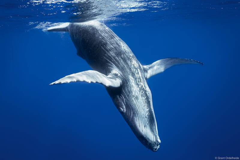 Underwater view of a young humpback whale.