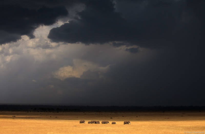 Elephants and Approaching Storm