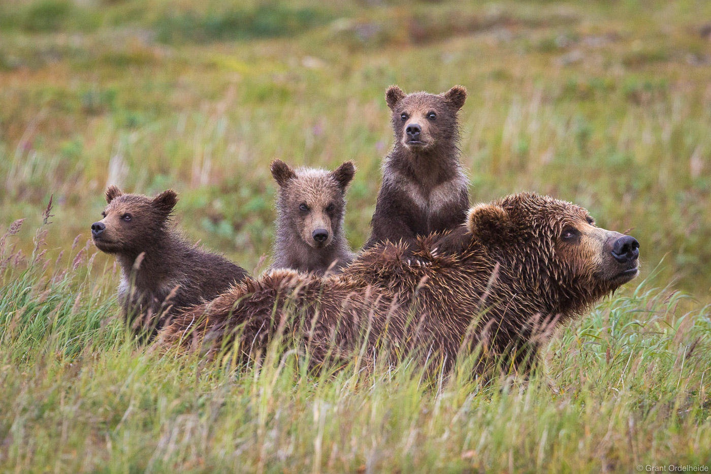 Three very curious cubs and a sleepy mother bear in Katmai National Park.
