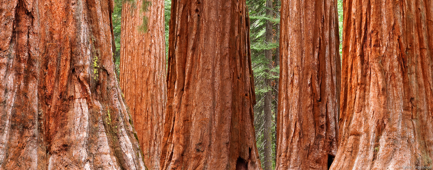 Mariposa Grove