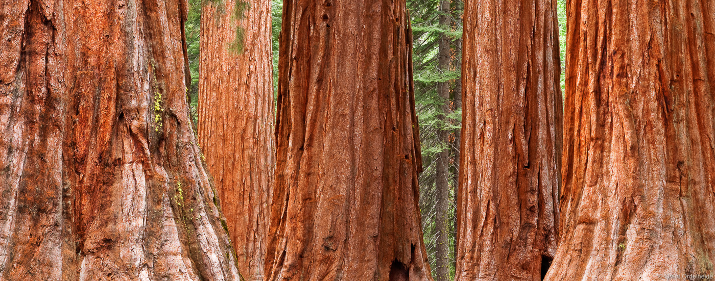 Bachelor and the Three Graces giant sequoias inside of the Mariposa grove of Yosemite.