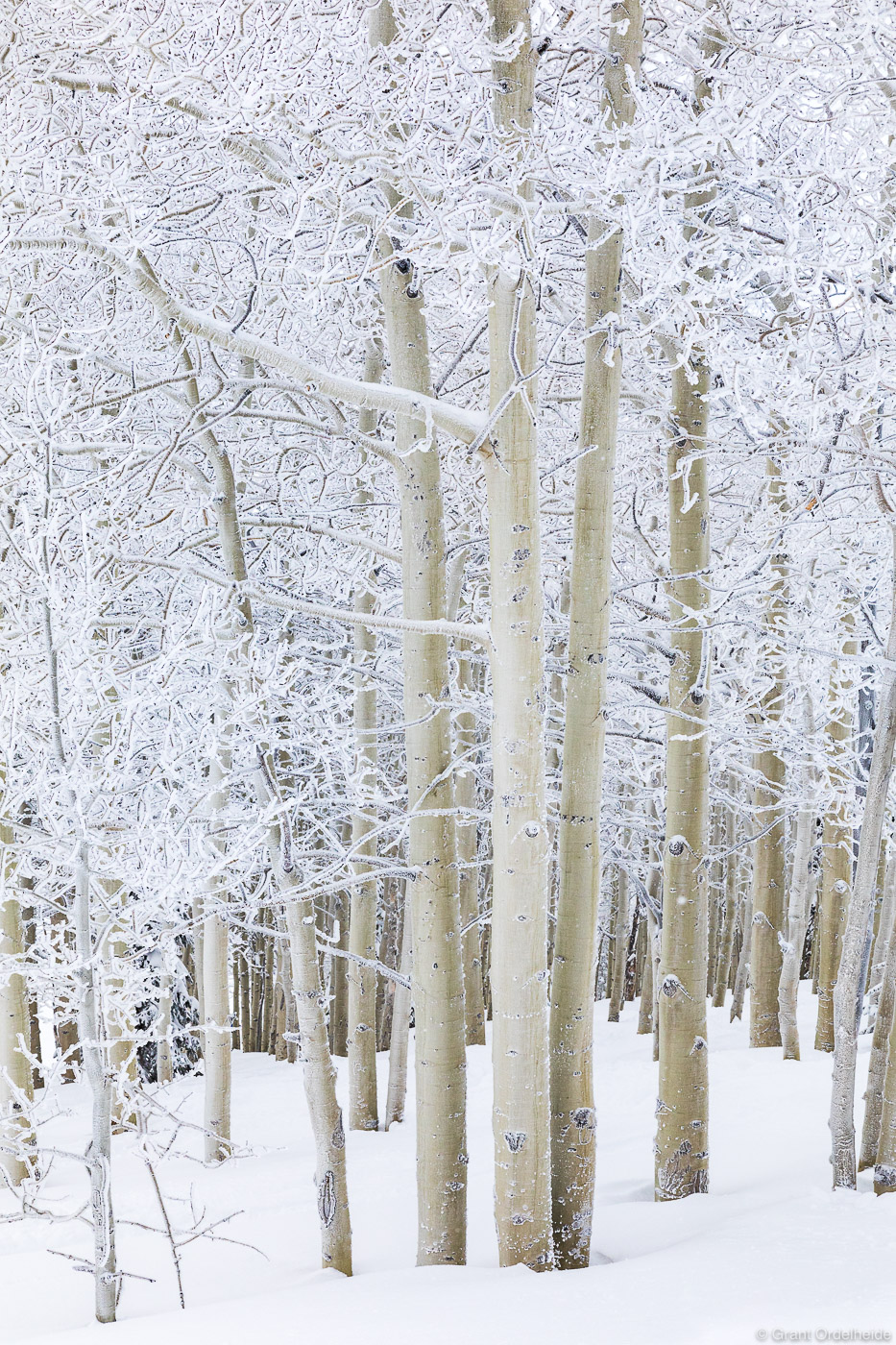Freshly frosted aspen trees in Steamboat Springs Colorado.