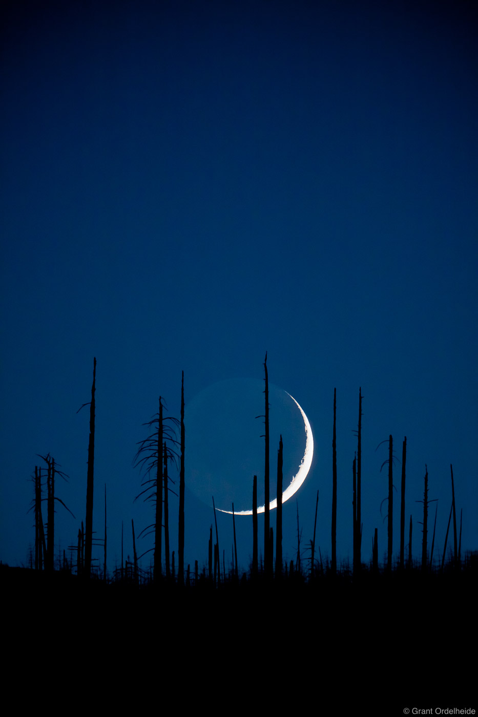 A crescent moon sets over a strand of dead trees just outside of Yosemite Valley.