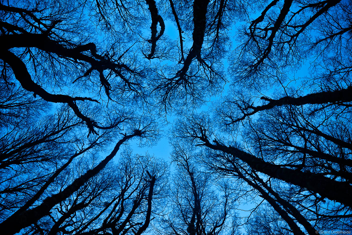 The intricate pattern of leafless lenga trees in Chile's&nbsp;Cerro Castillo National Reserve.