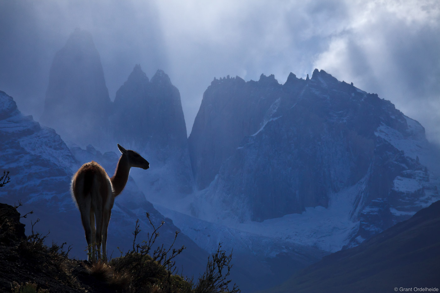 A lone guanaco stands on a ridge below the iconic towers of Torres del Paine National Park in Chile.