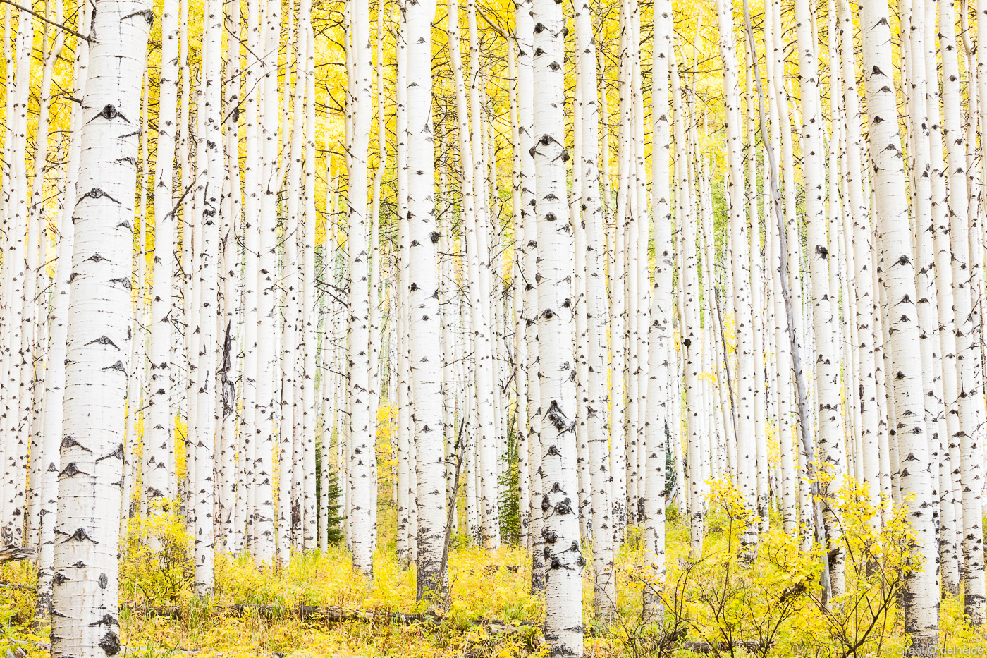 A dense grove of aspens during Colorado's golden fall season.