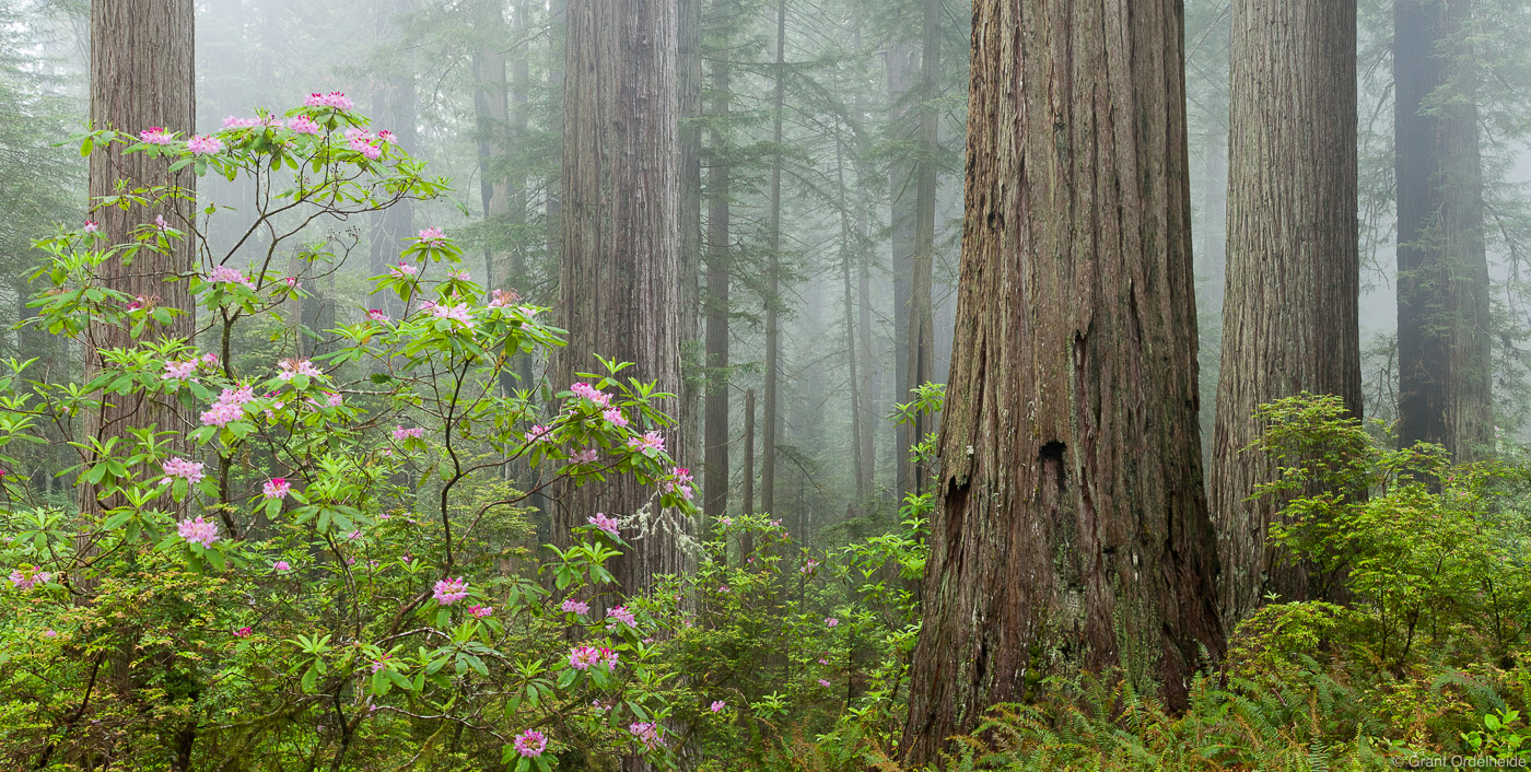 Rhododendrons and redwoods in the fog along the Damnation Creek trail in Del Norte Coast Redwoods State Park.