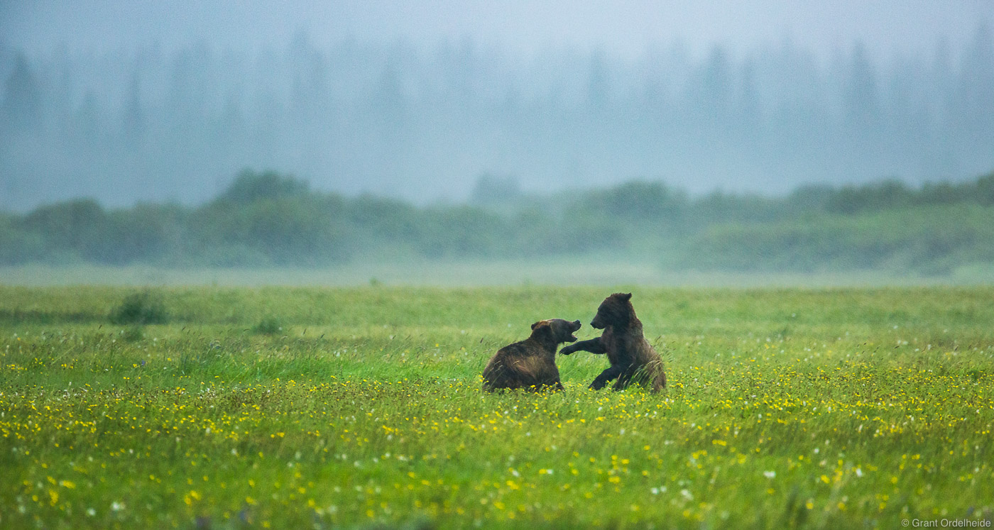A young pair of grizzly bear brothers play in a torrential rainstorm.