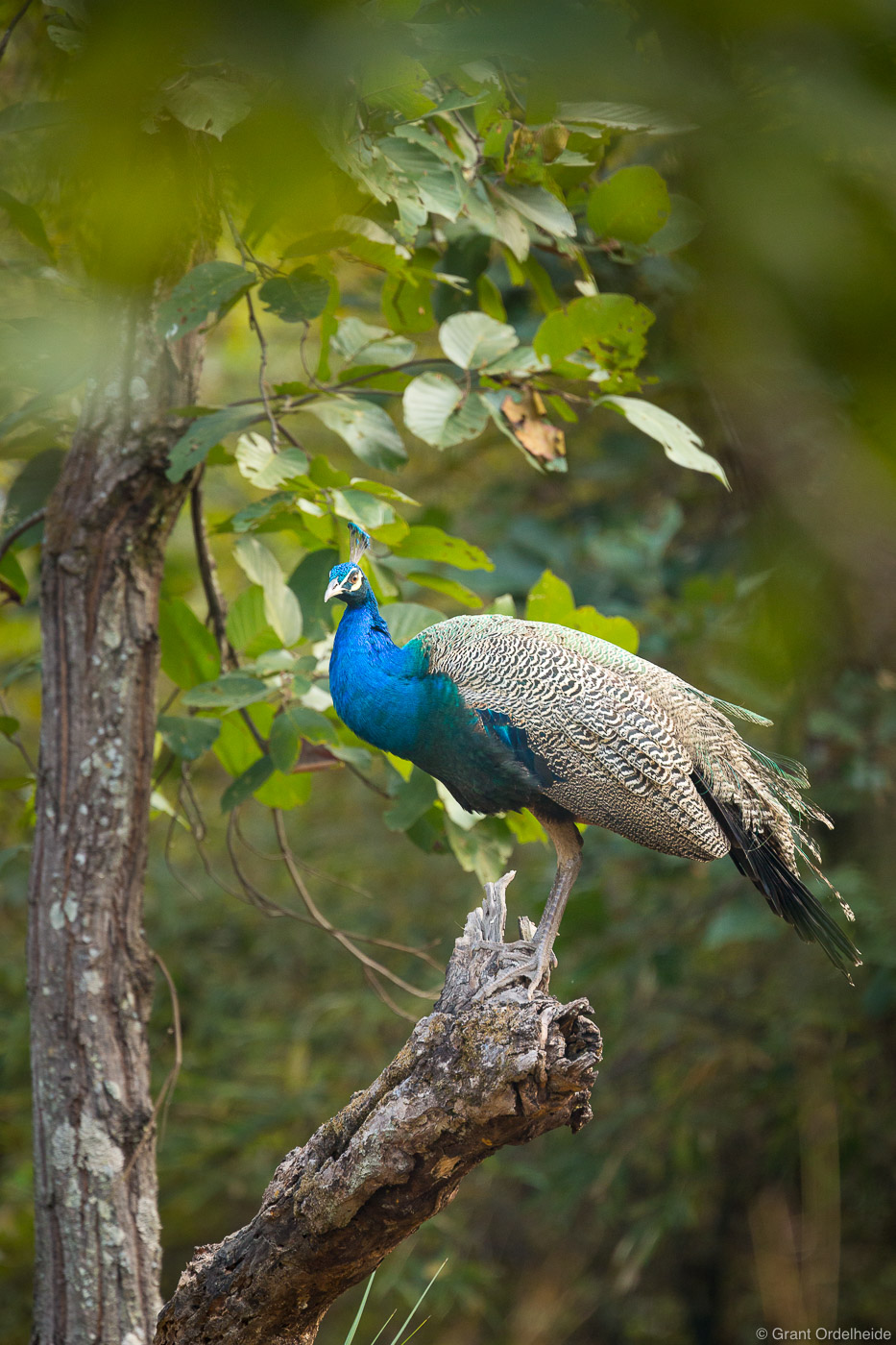 An Indian Peacock sits in a tree deep in Bandhavgarh National Park.