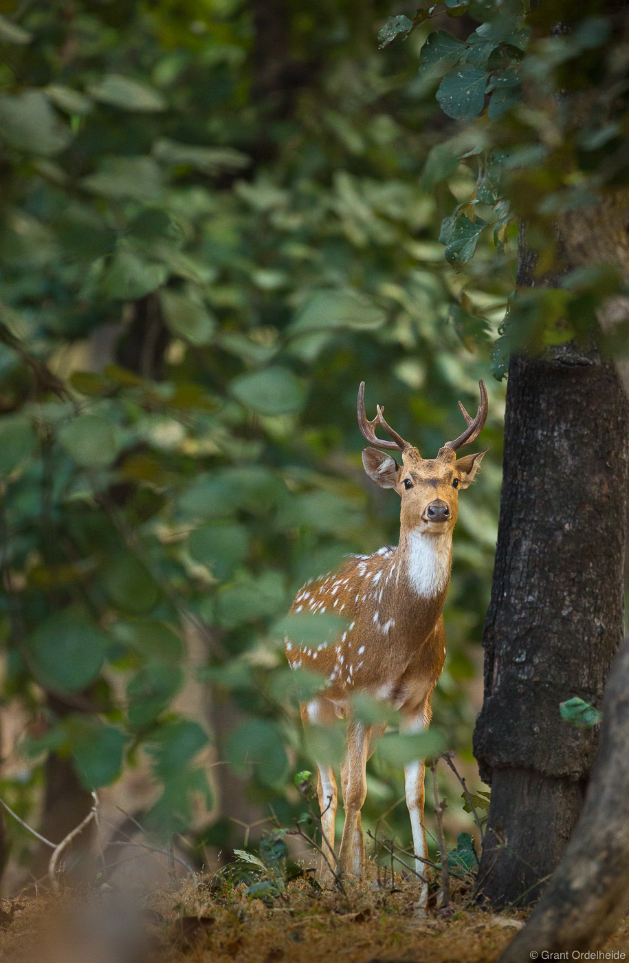 A Spotted Deer among the trees in Bandhavgarh National Park.