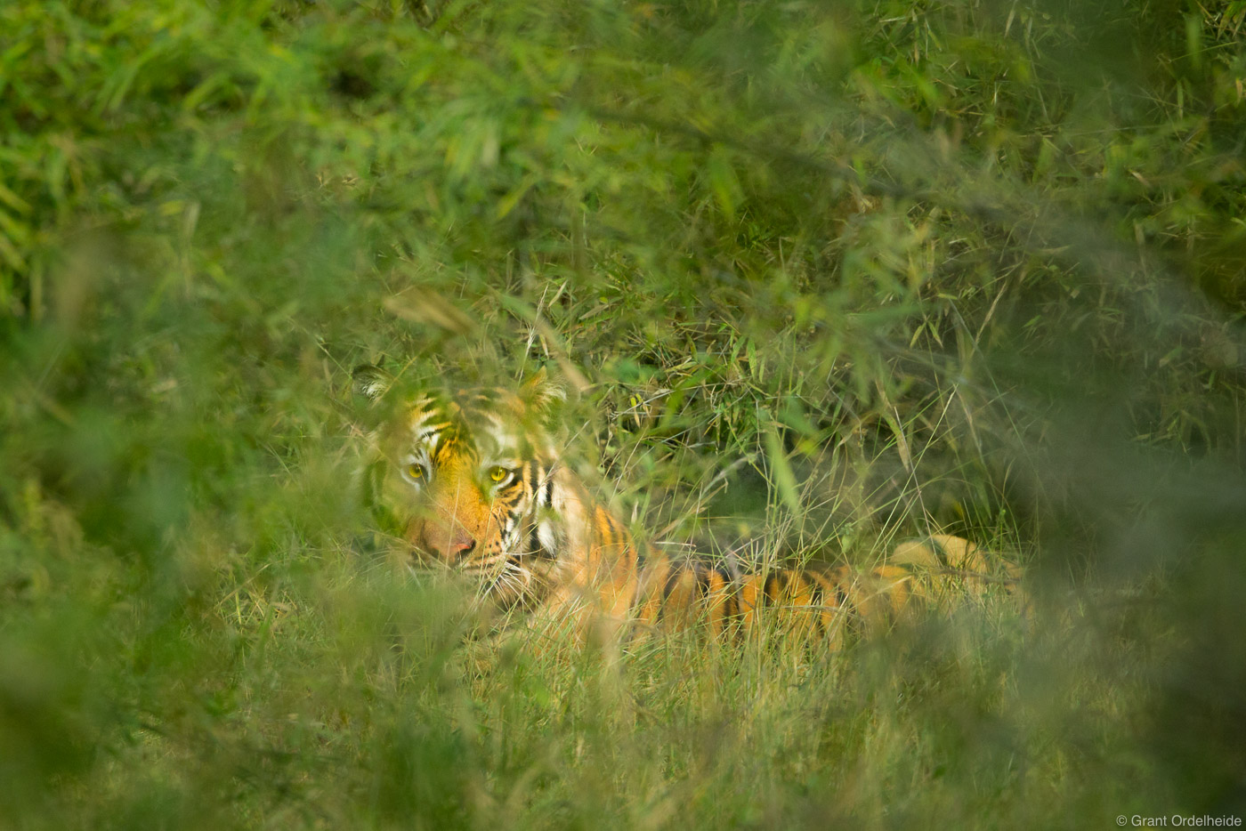 A three year old male tiger hides in the bushes of Bandhavgarh National Park. The park boasts the worlds highest concentration...