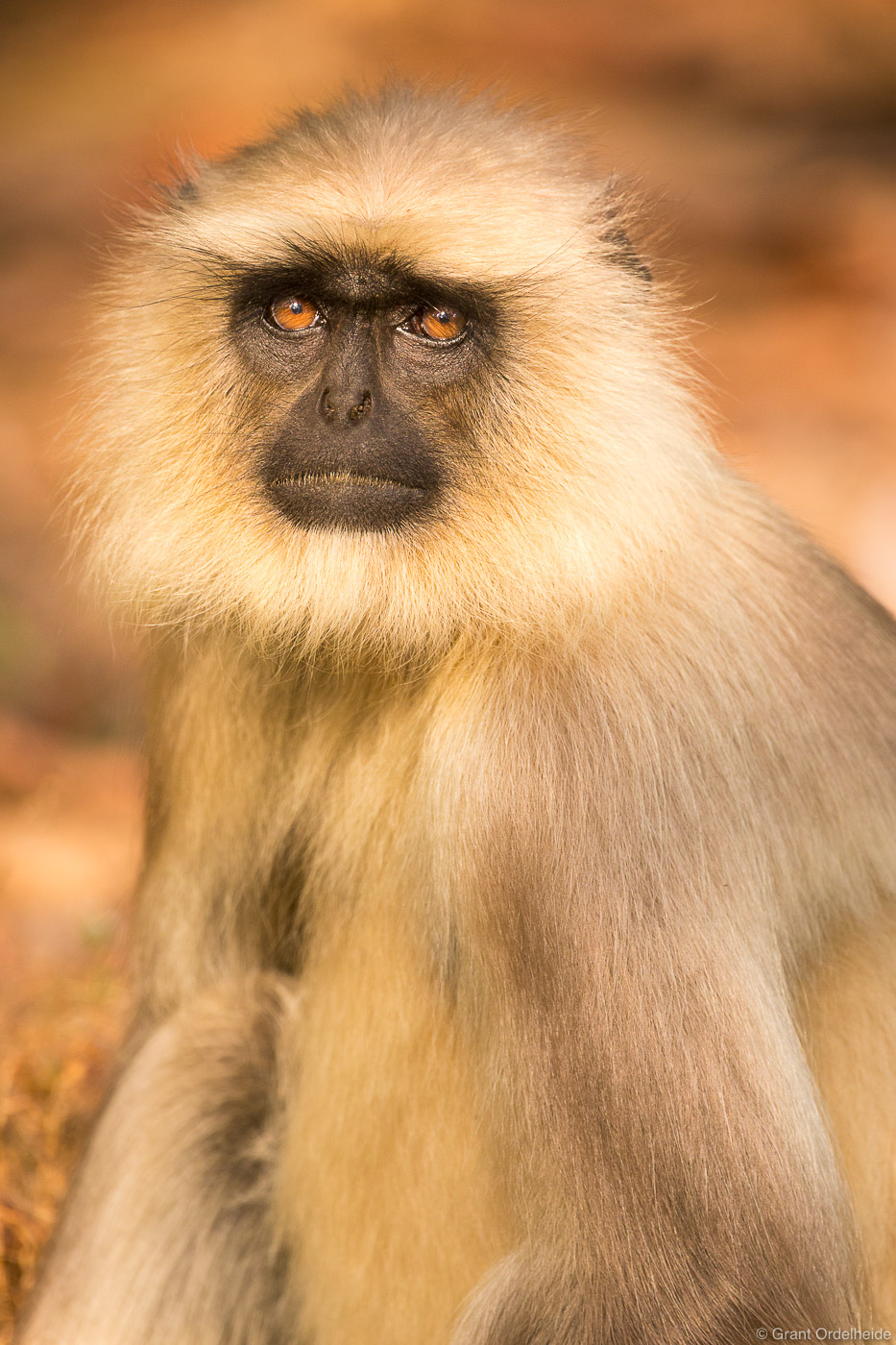 A portrait of a Langur Monkey in Bandhavgarh National Park.