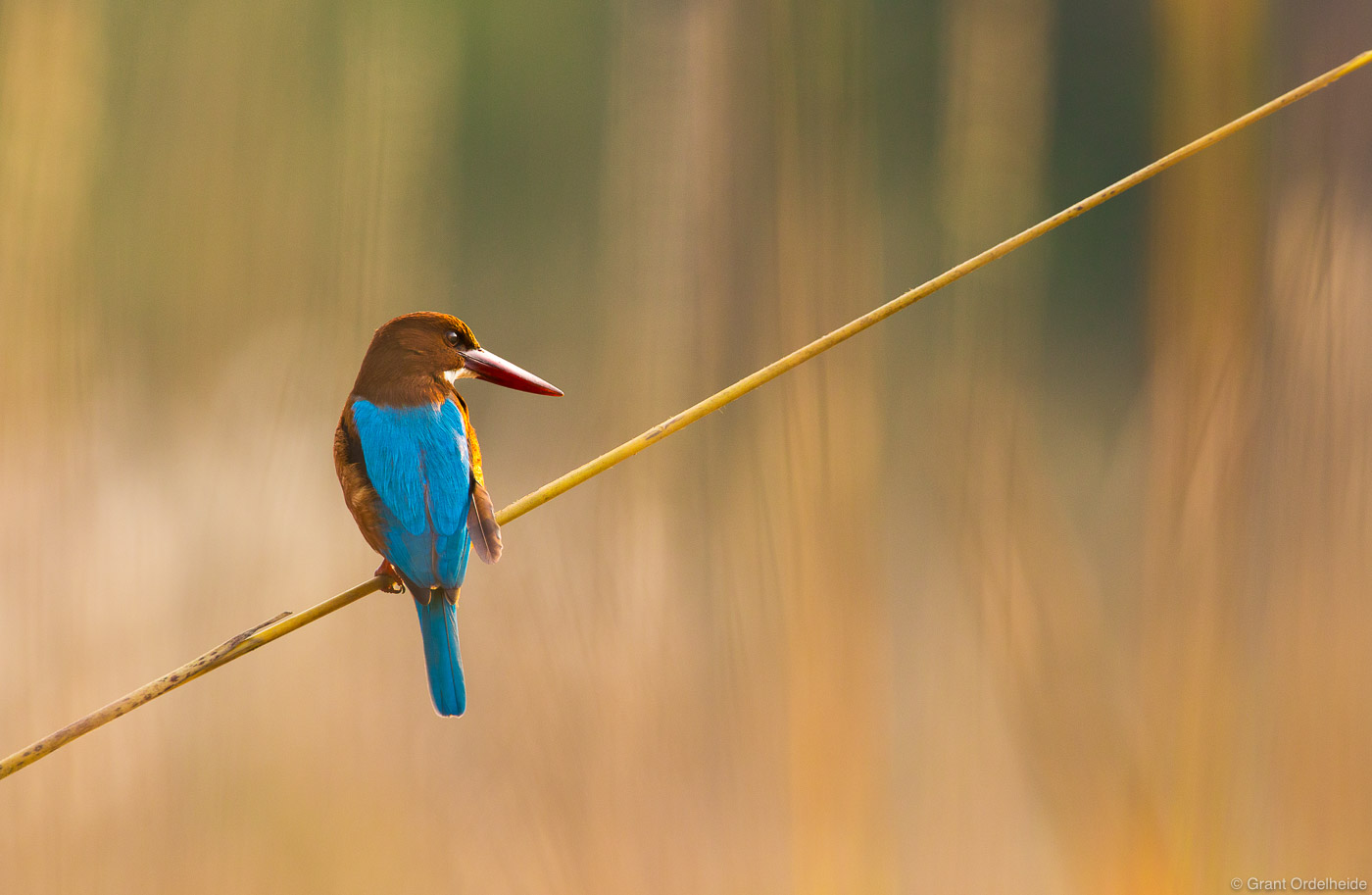 A kingfisher bird sits among the reeds in Bandhavgarh National Park.