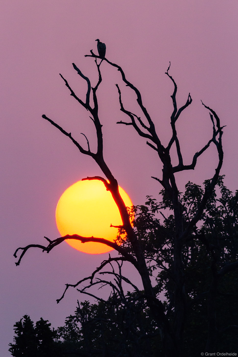 An Indian Vulture sits on an old tree as the sun sets in Bandhavgarh National Park.
