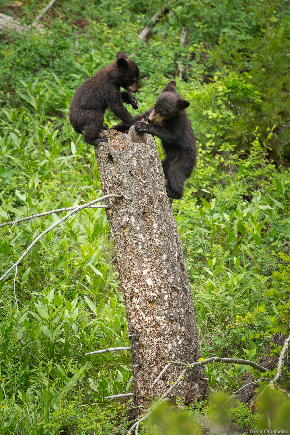 A couple of black bear cubs playing on a stump in Yellowstone National Park.