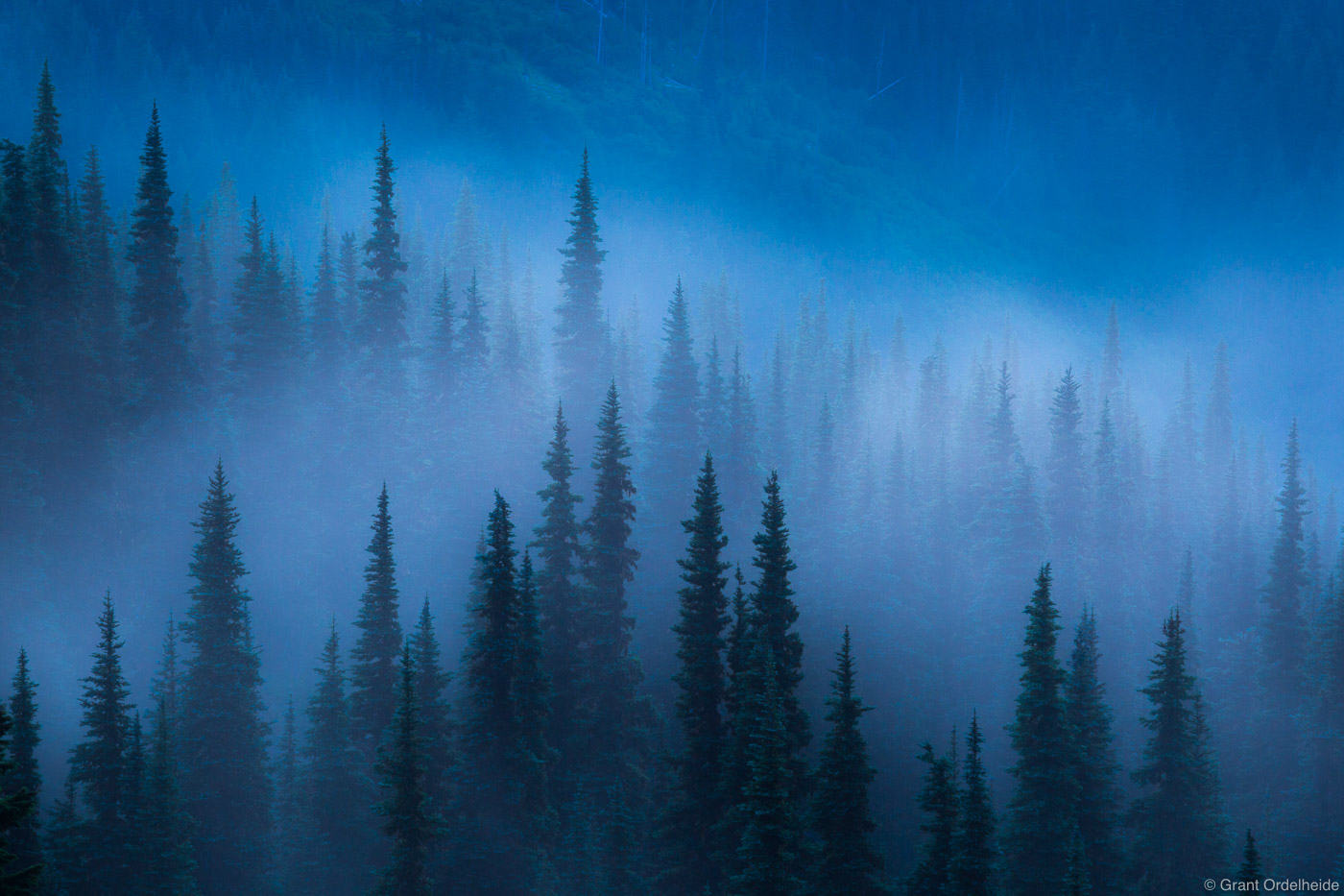Fog lifts from the trees near Hurricane Ridge in Washington's Olympic National Park.