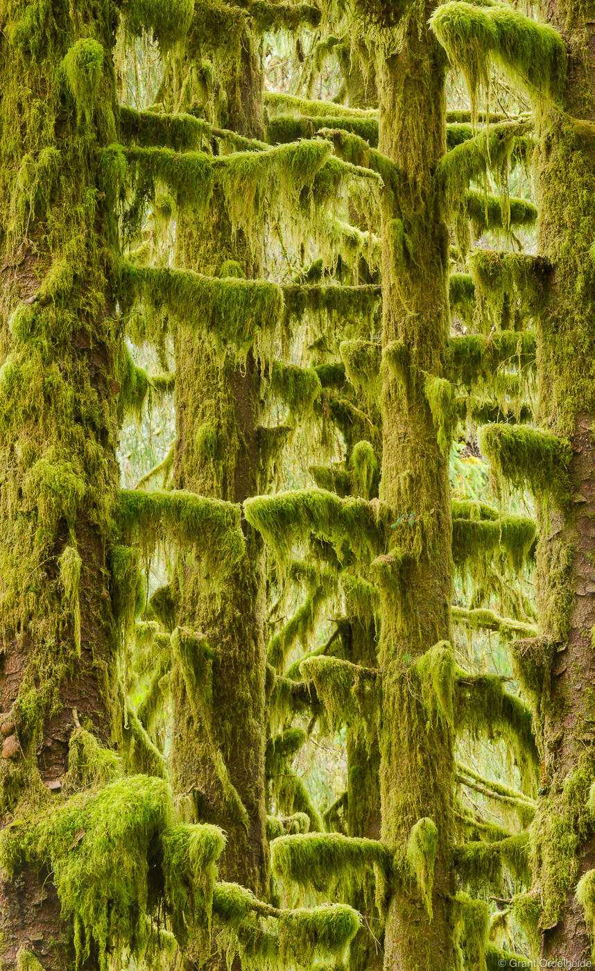 Moss covered trees in the Hoh Rainforest in Washington's Olympic National Park.