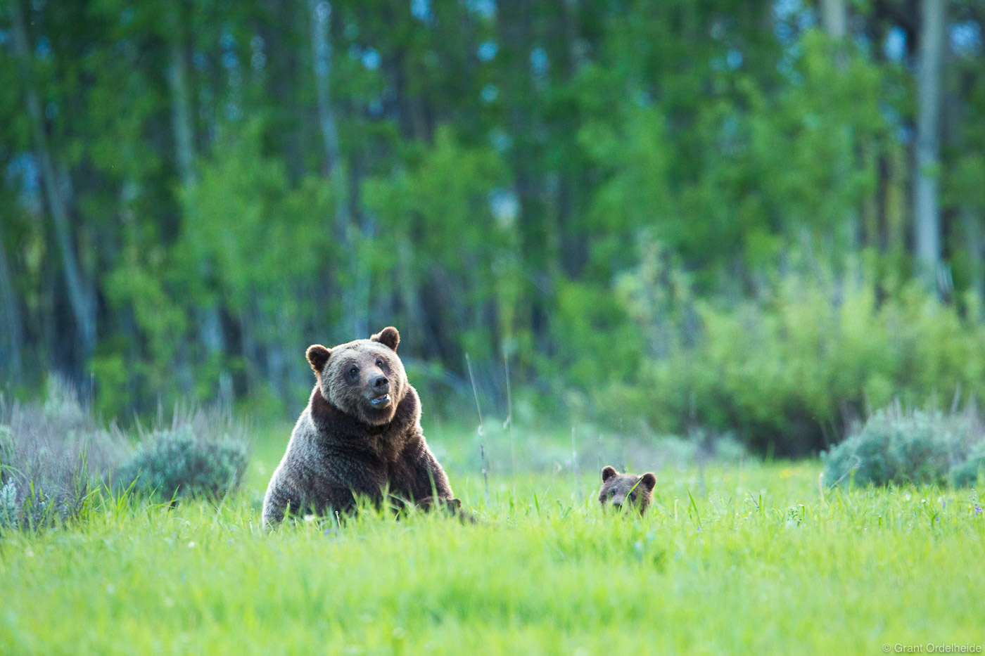 A mother grizzly and her young cub in Grand Teton National Park.