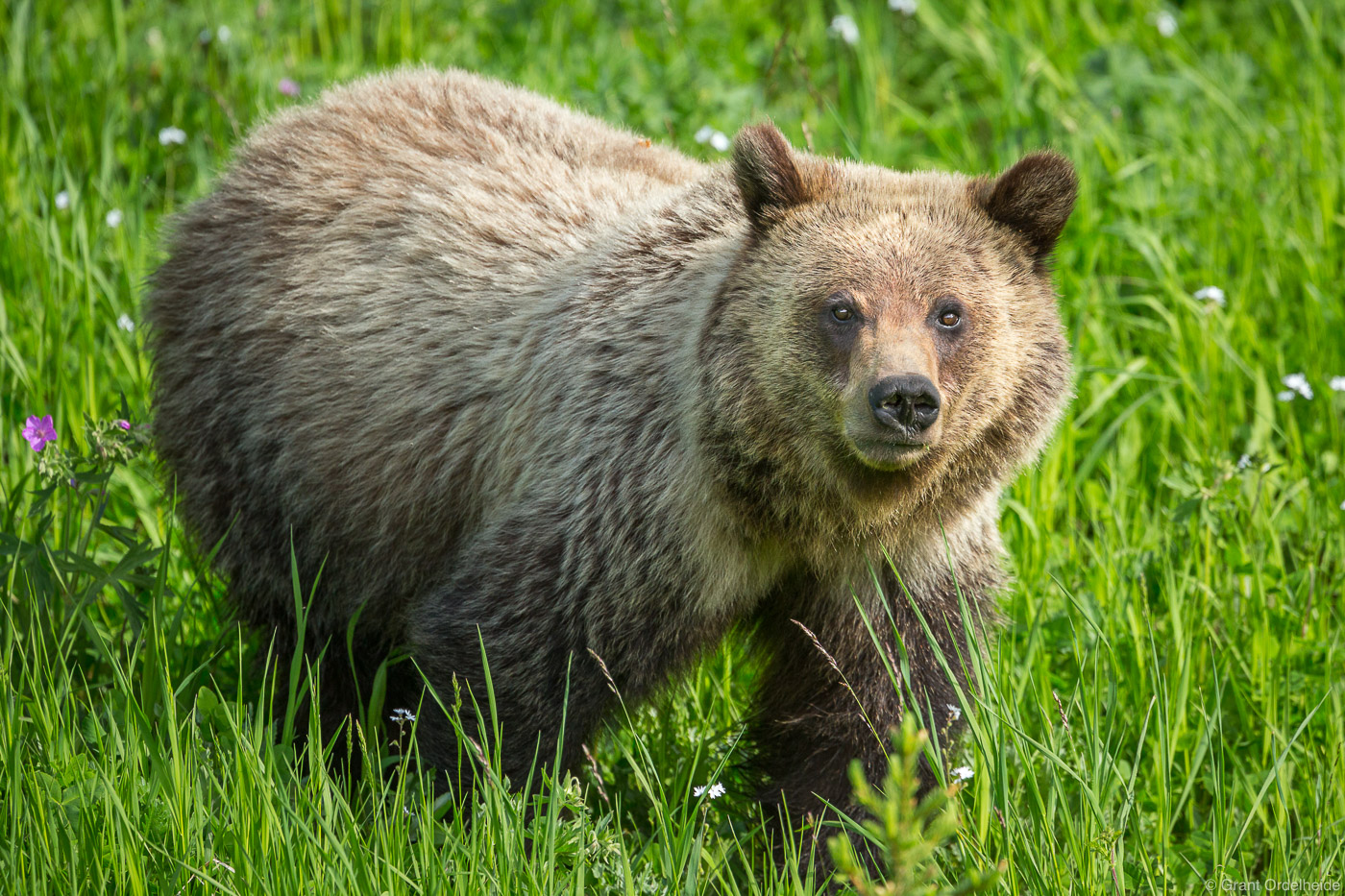 A grizzly bear wanders just outside of Yellowstone National Park.