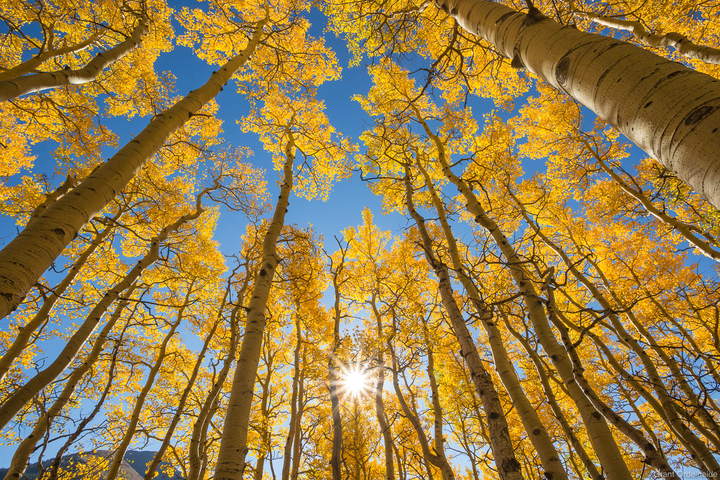 Looking up into the aspen canopy along Last Dollar Road near Telluride Colorado.