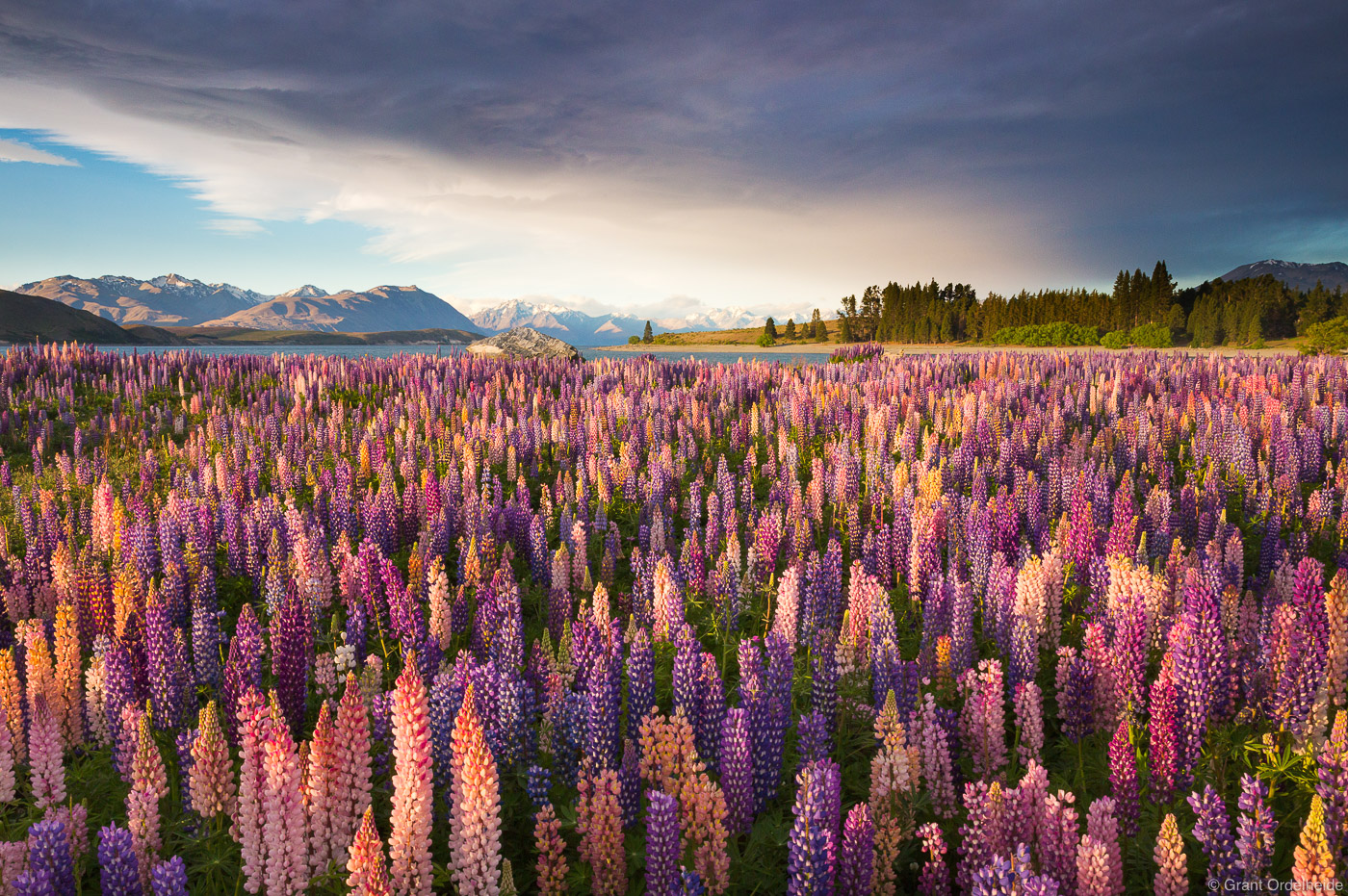 A field of Russell Lupines along Lake Tekapo on New Zealand's South Island.