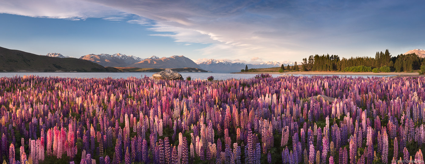 A field of Russell Lupines along Lake Tekapo on New Zealand's South Island.