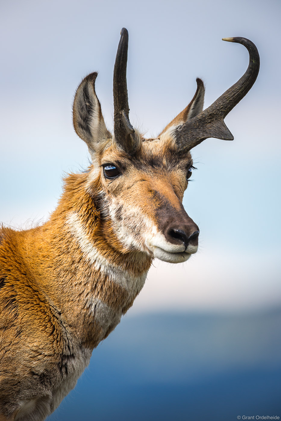 A portrait of a young pronghorn in Wyoming's Yellowstone National Park.