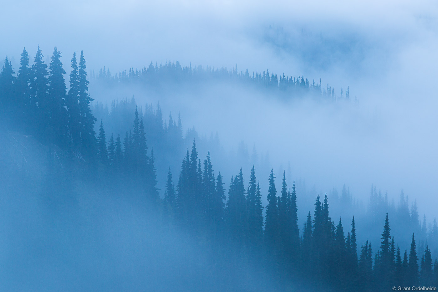 Mist swirling around the trees at Hurricane Ridge in Washington's Olympic National Park.