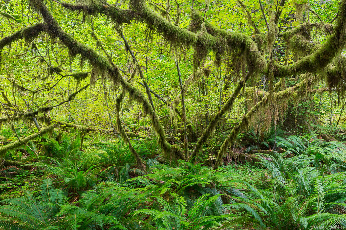 A vine maple in the Hoh Rainforest in Washington's Olympic National Park.