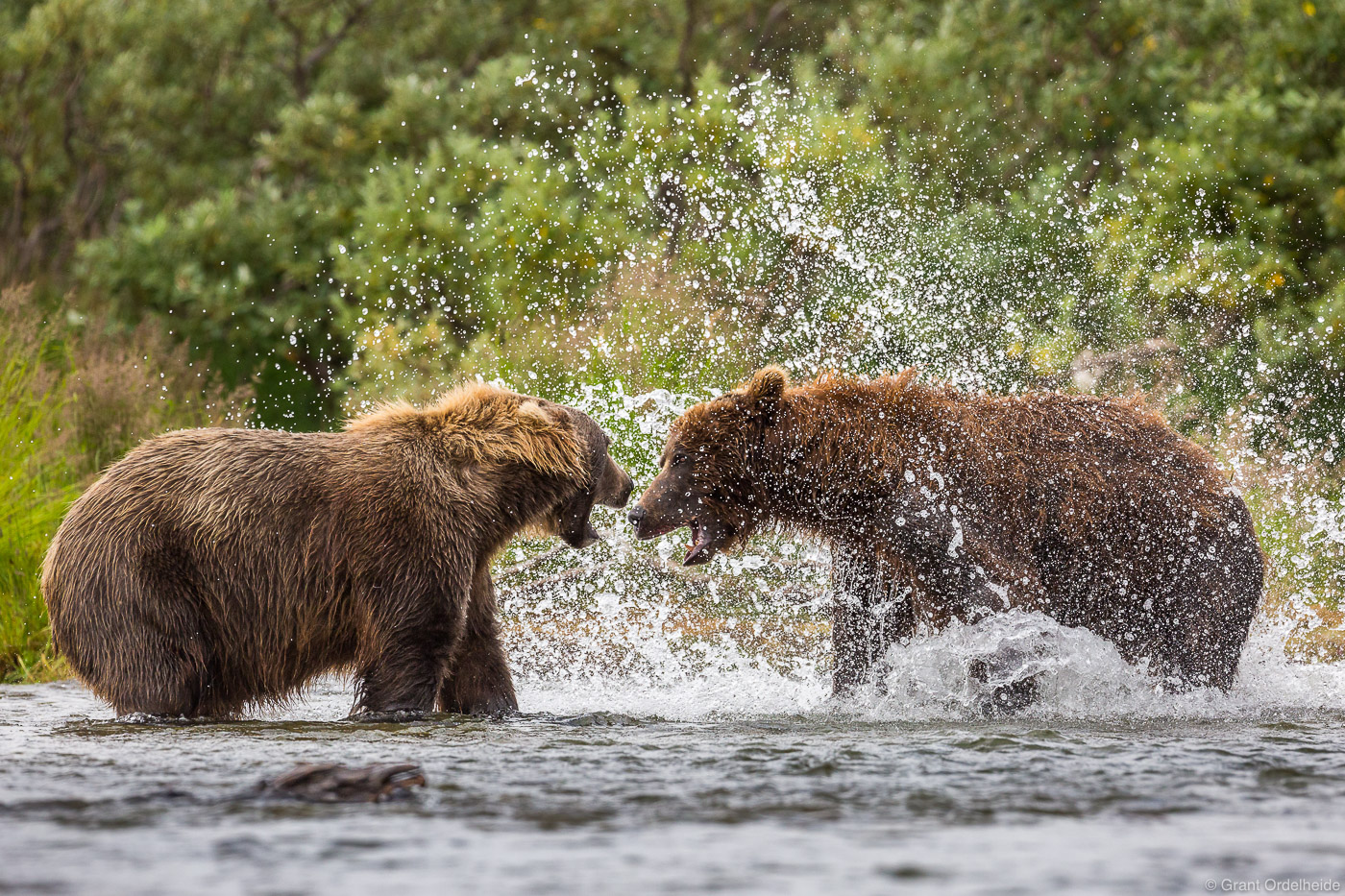 Alaska Penninsula brown bears (Ursus arctos horribilis) square off in Alaska's Katmai National Park and Preserve.