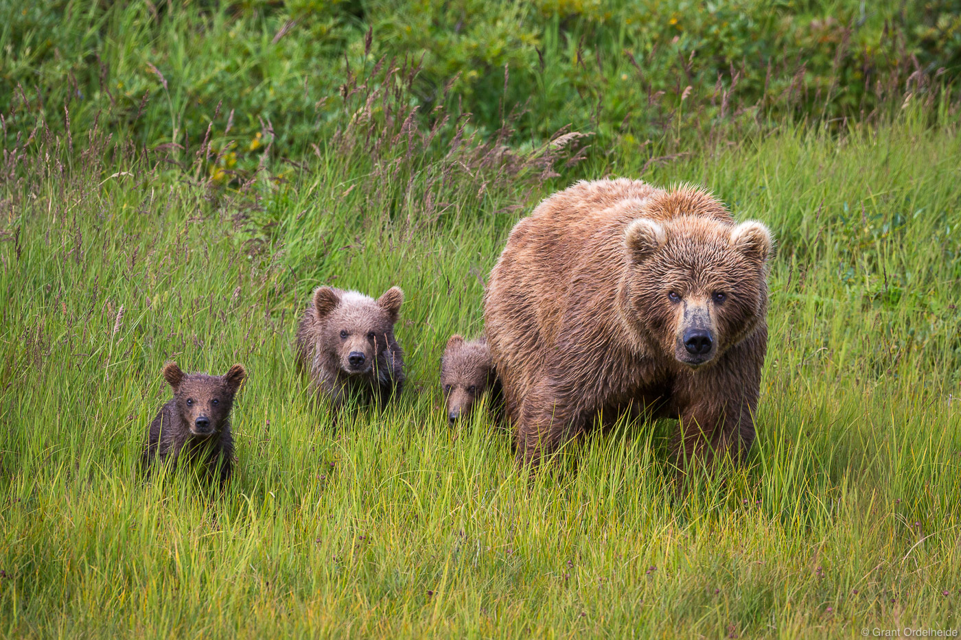 A family of Alaska Penninsula brown bears (Ursus arctos horribilis) Alaska's Katmai National Park and Preserve.