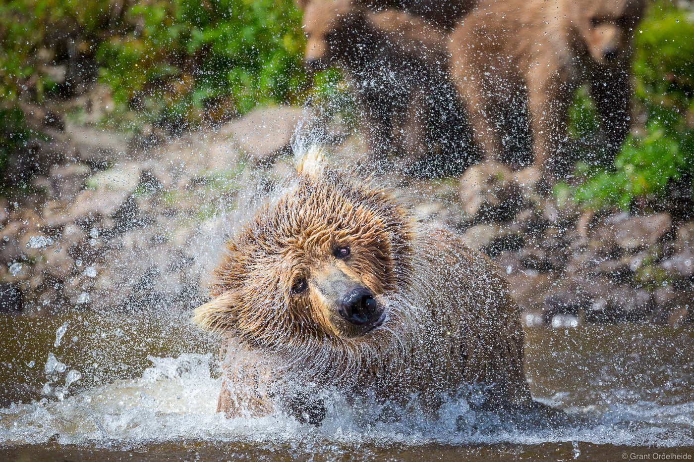 A mother brown bear shakes off water after diving for&nbsp;salmon as&nbsp;her cubs watch in the background.