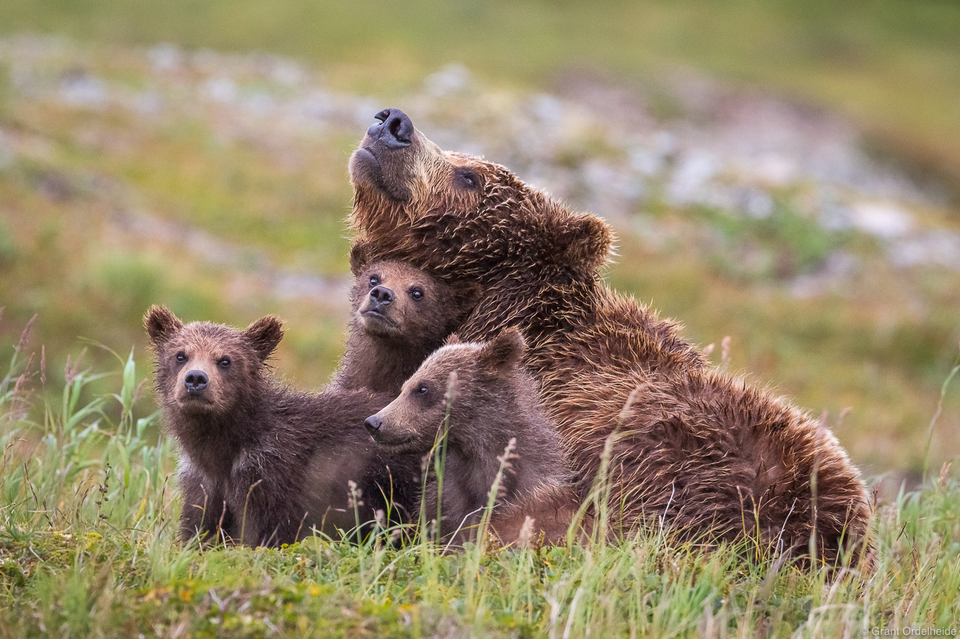 A mother bear with three young cubs in Alaska's Katmai National Park and Preserve.