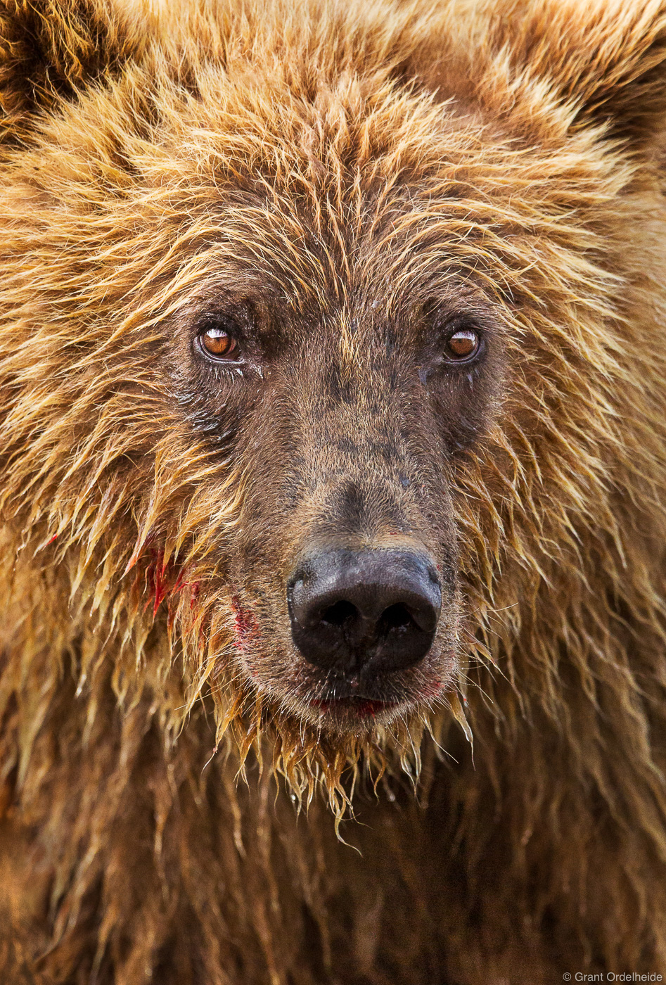 A portrait of a young brown bear in Alaska's Katmai National Park and Preserve.