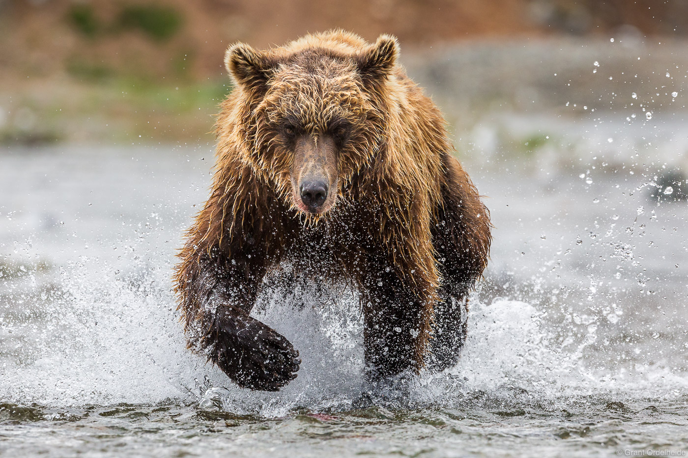A brown bear chases a sockeye&nbsp;salmon in Katmai National Park and Preserve.