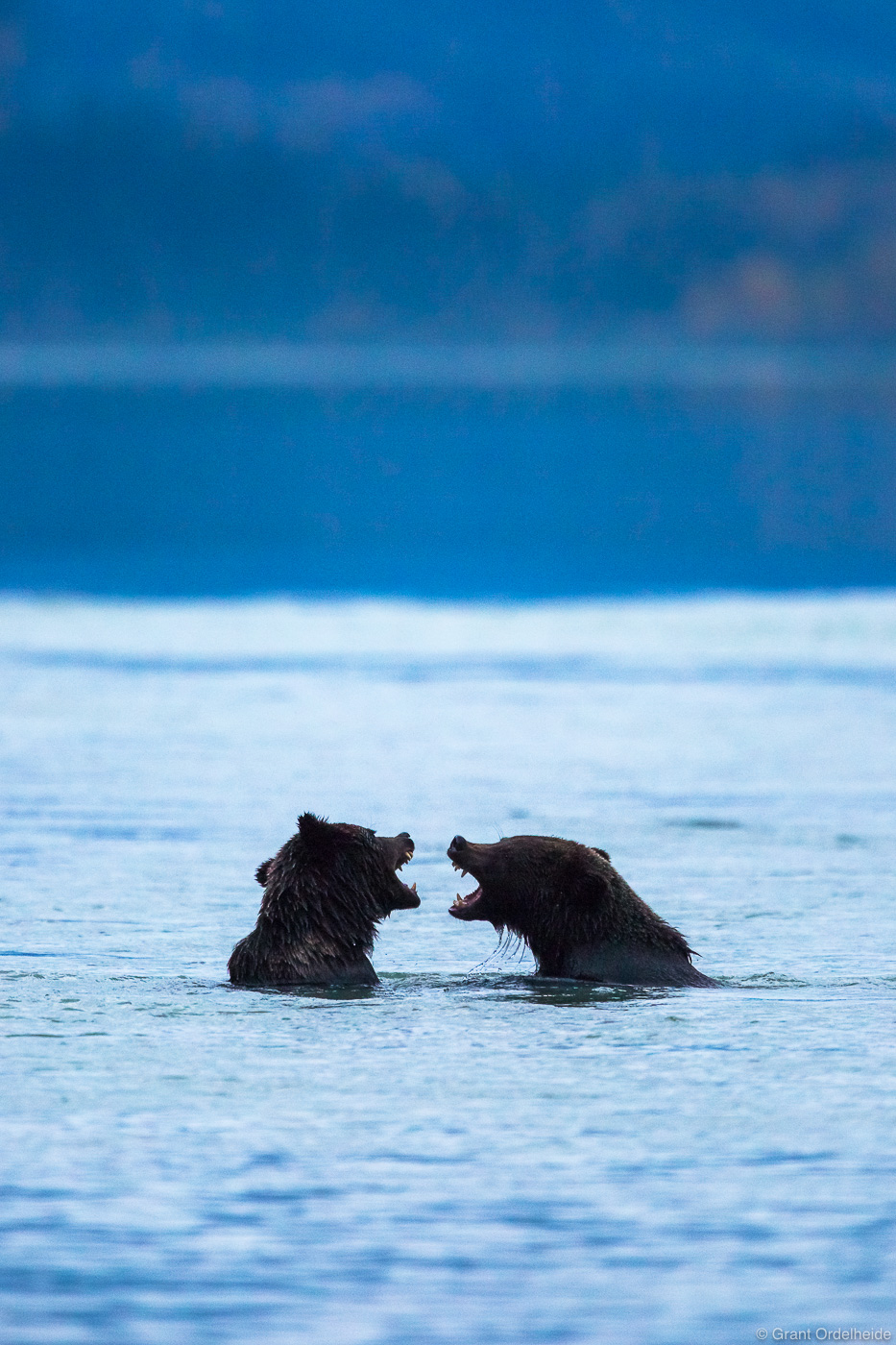 A couple of young grizzly bears (Ursus arctos) playing along the shore of Chilkoot lake near Haines, Alaksa.