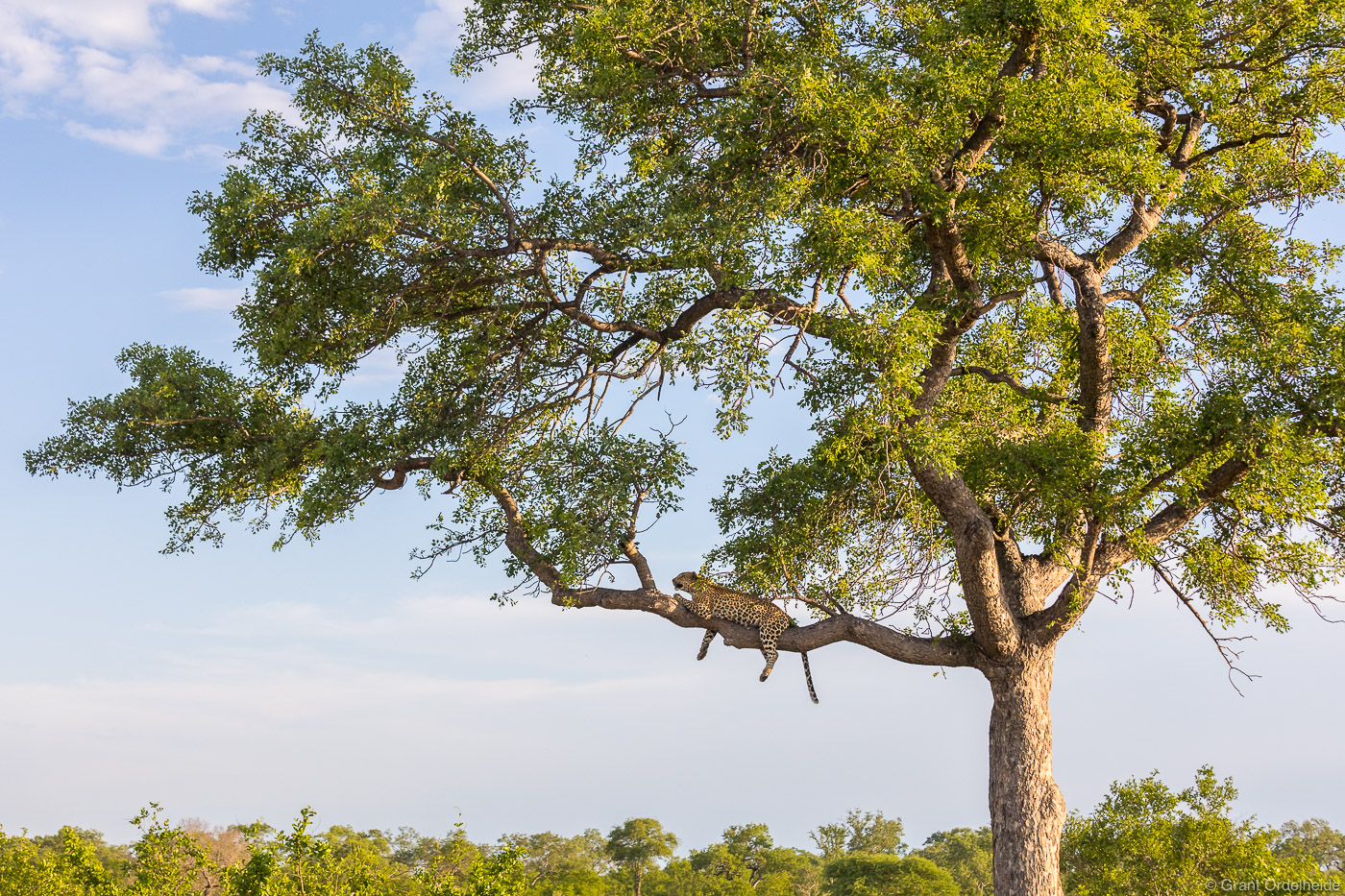 A leopard lounges in a tree in Sabi Sands Game Reserve
