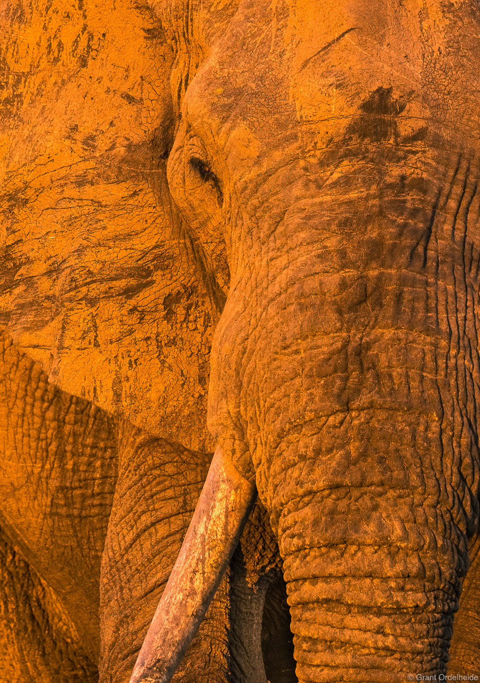 A tight image of a large&nbsp;mud covered elephant at sunset in Sabi Sands Game Reserve.