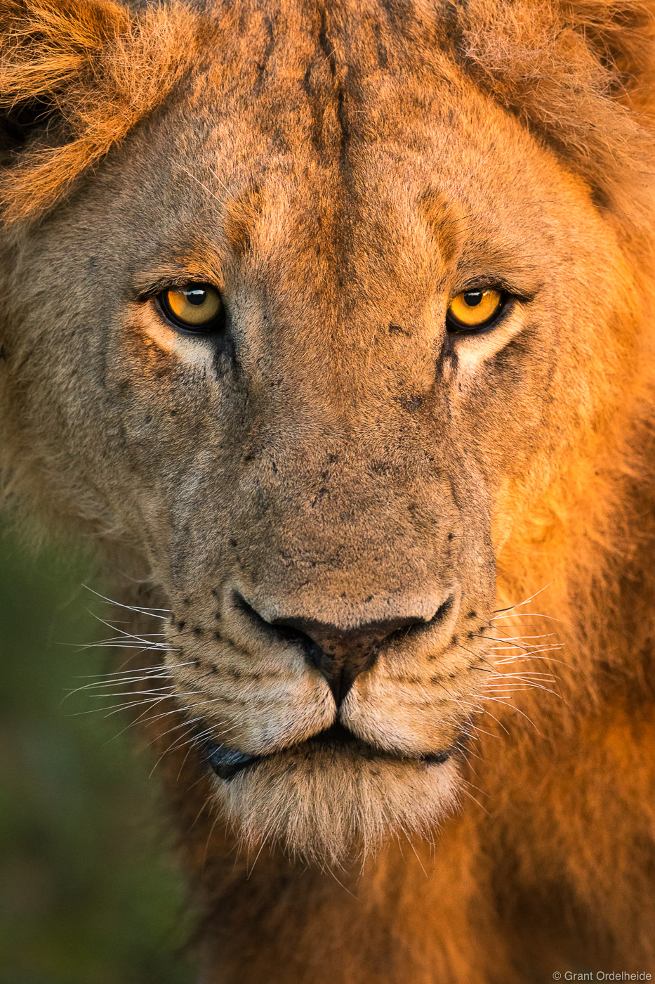 Early morning light on a&nbsp;teenage male lion in the Sabi Sands Game Reserve.