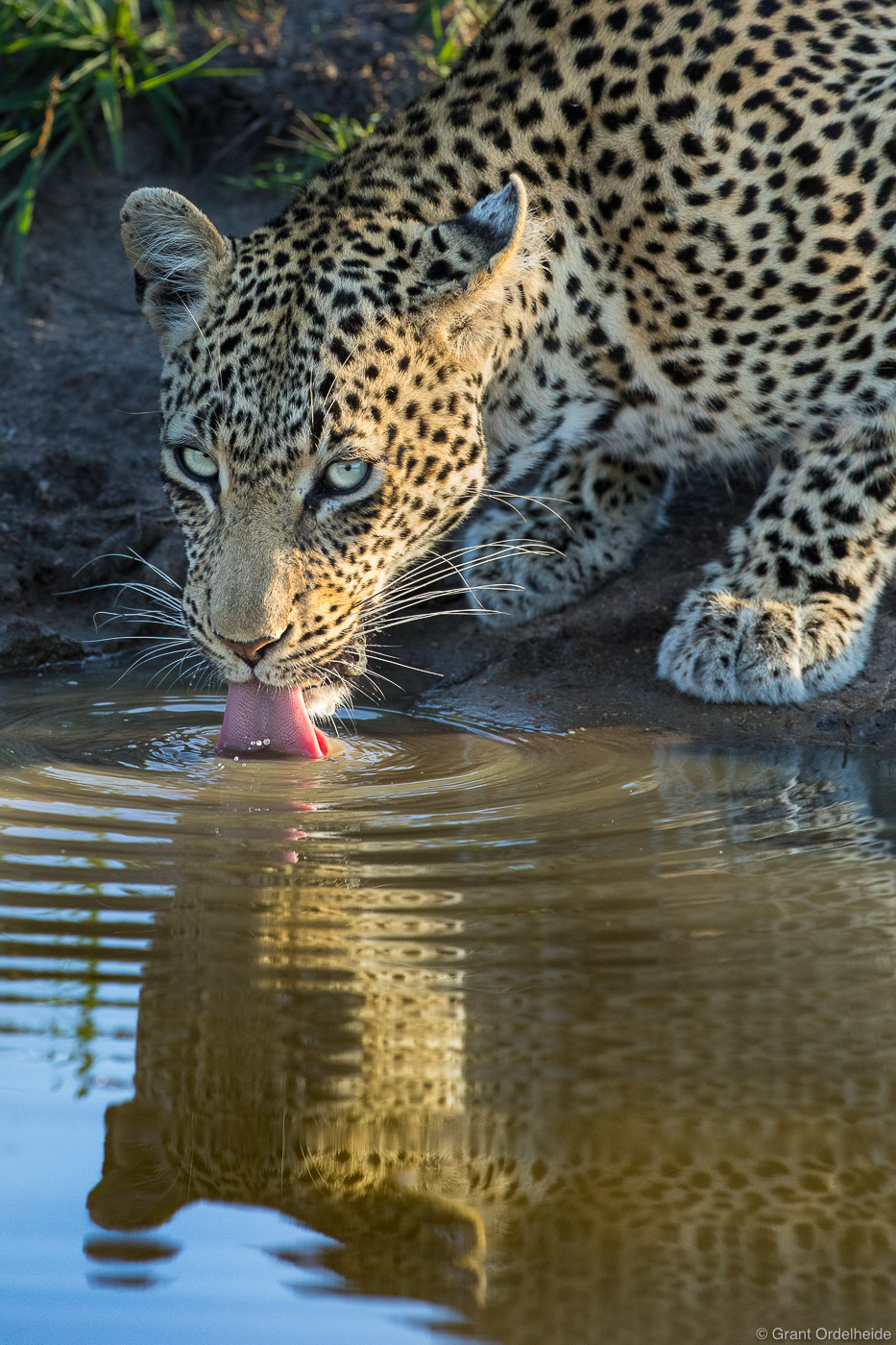 A female leopard takes a sip without letting her guard down in Sabi Sands Game Reserve.