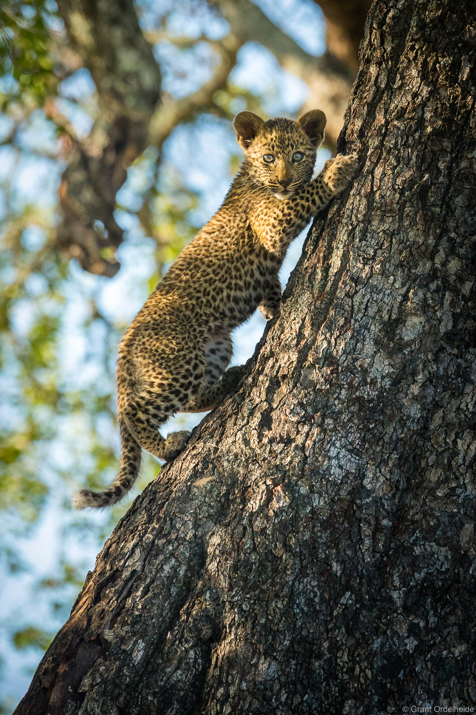 A ten-week-old leopard cub pauses while climbing a tree to get to his mother's impala kill.