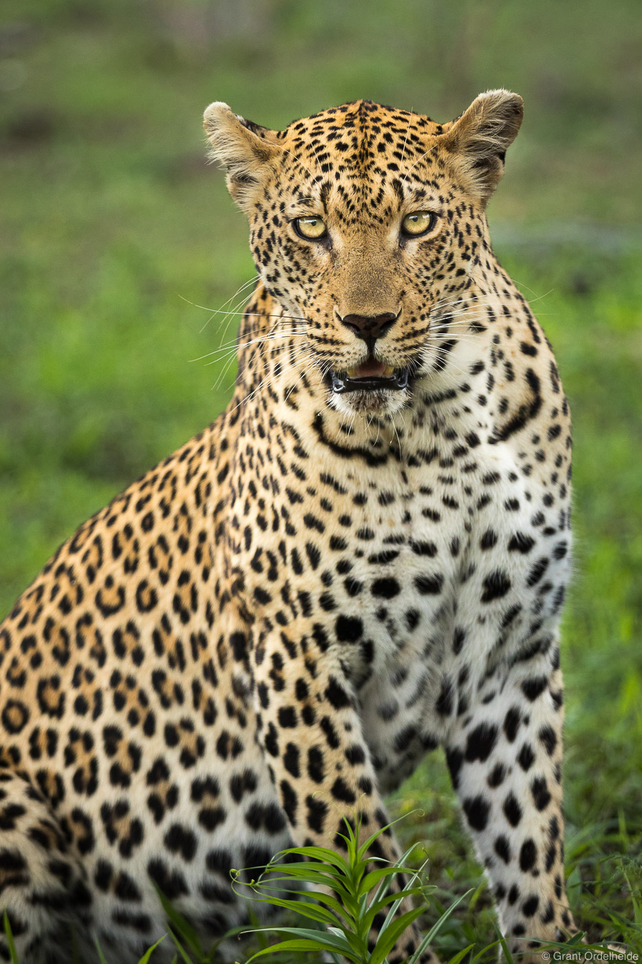 A portrait of a female leopard while on safari in Sabi Sands Game Reserve.