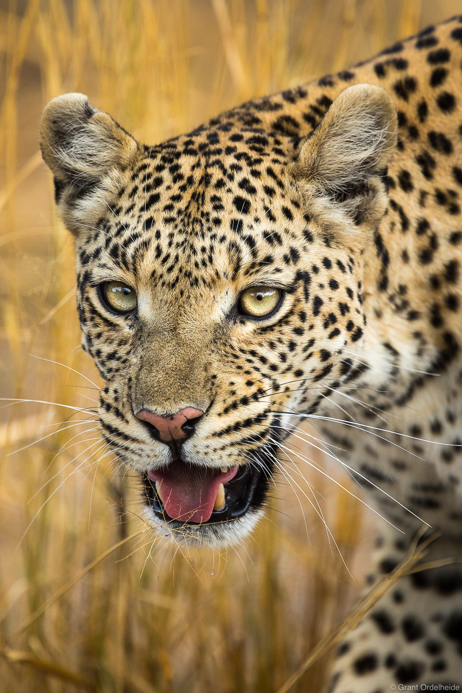 A tight view of a female leopard while on safari in Botswana.