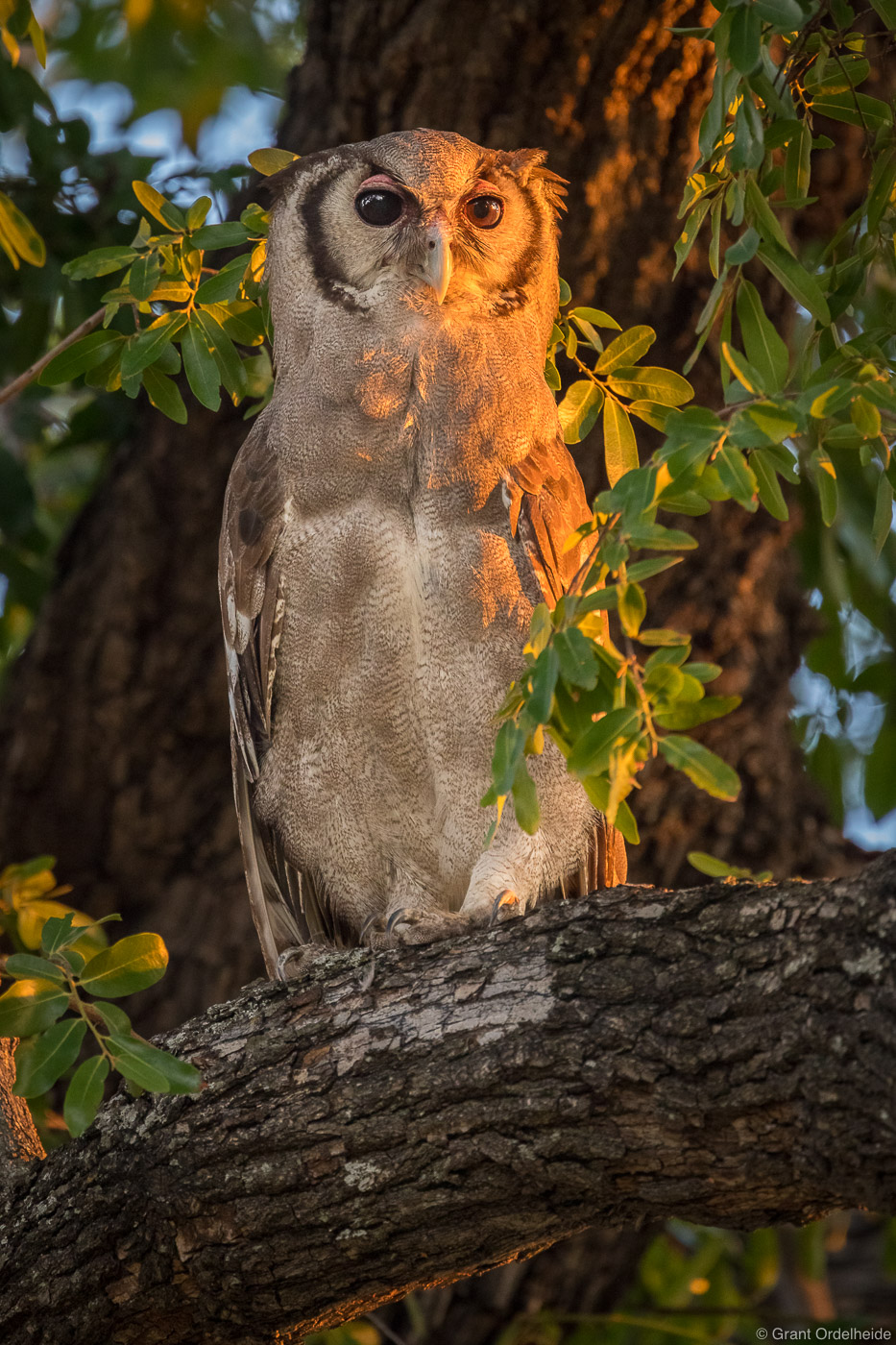 A&nbsp;Verreaux's eagle-owl at sunset in the Okavango Delta.