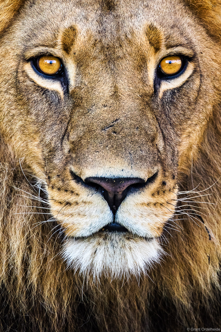 A portrait of a wild lion in Botswana's Okavango Delta.