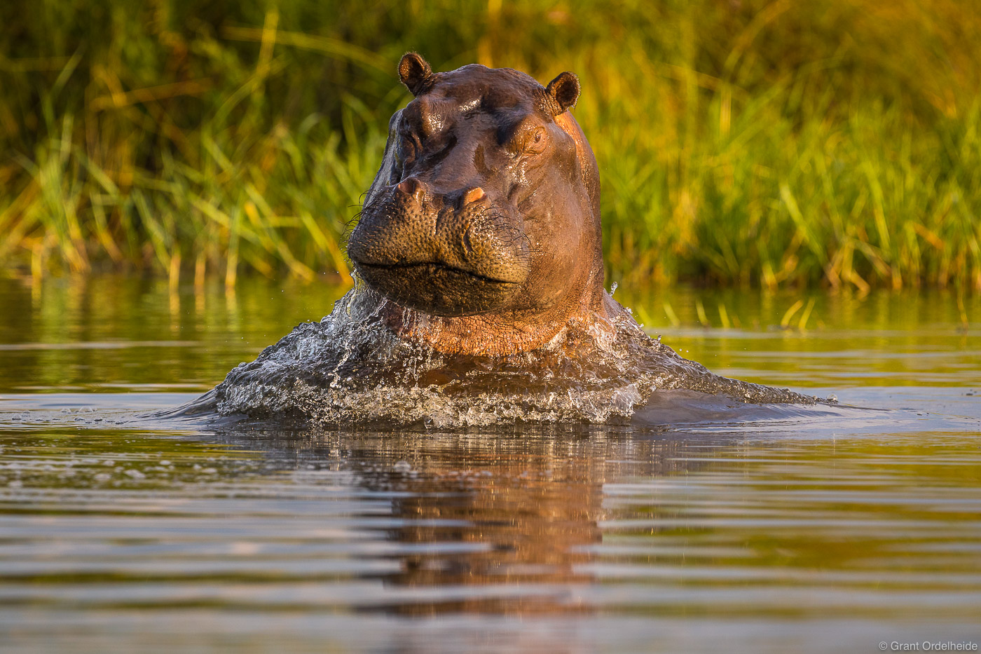 A hippopotamus&nbsp;breaching&nbsp;the water surface during a safari in the Okavango Delta.